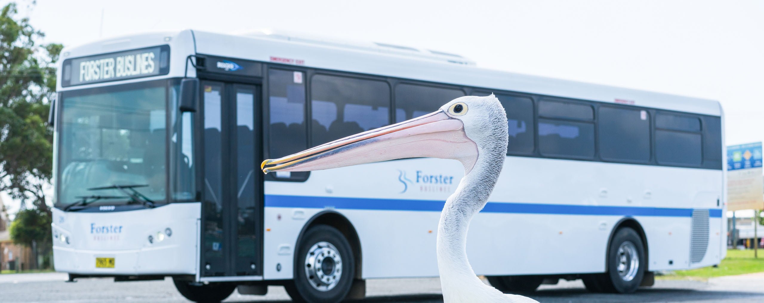 Buslines bus